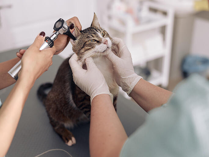 Banfield Pet Hospital — photo