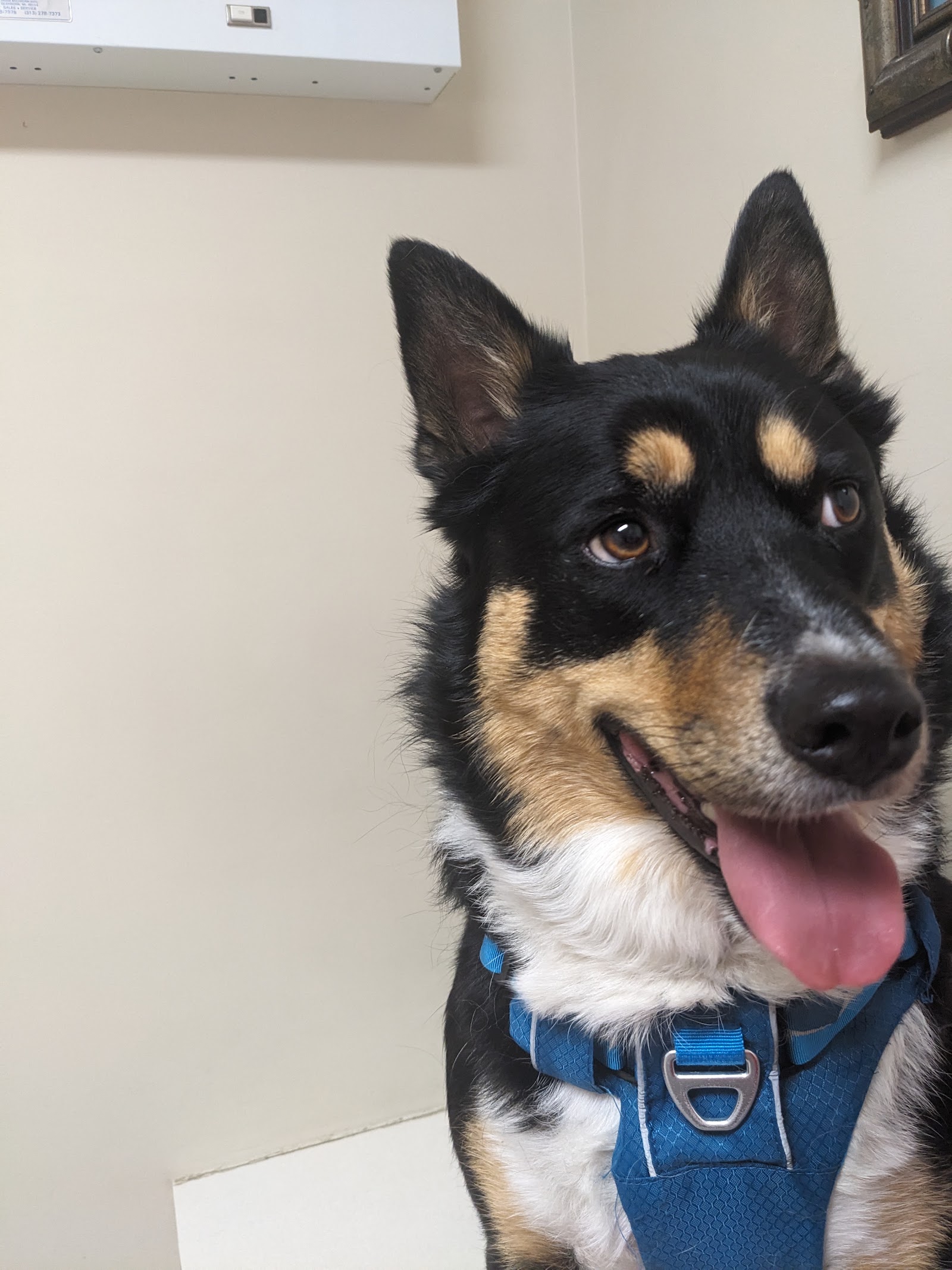 Maple Veterinary Hospital — photo