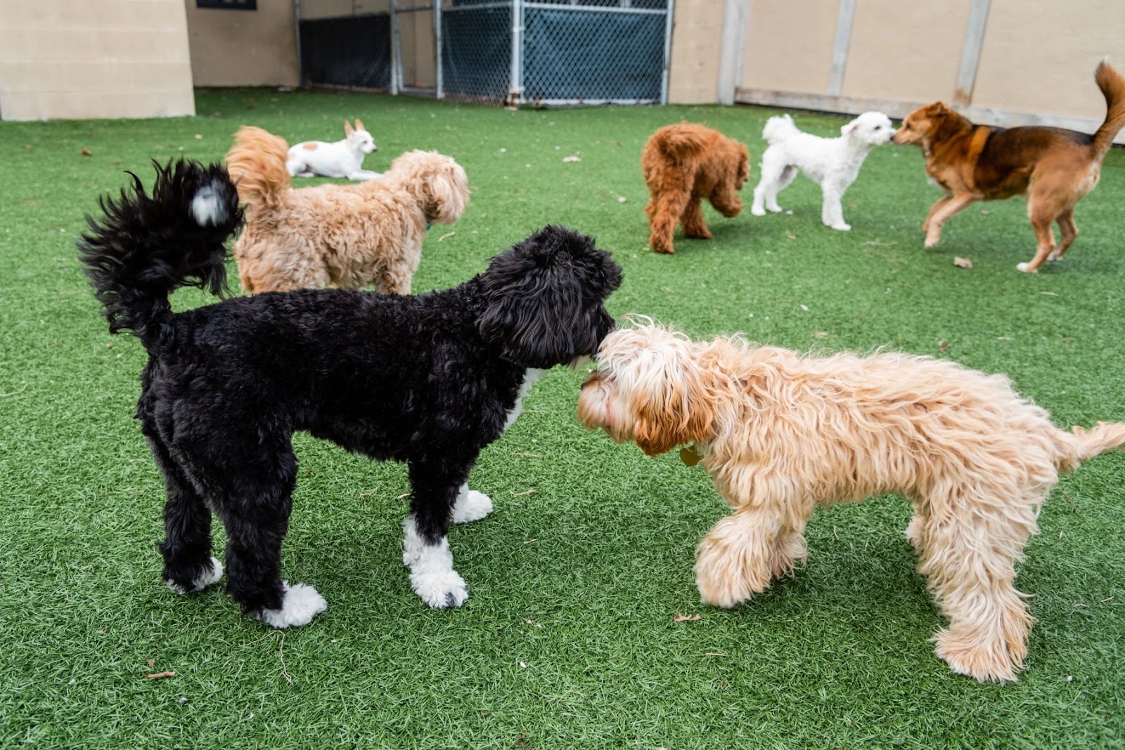 Pet Suite Retreat-Troy — photo