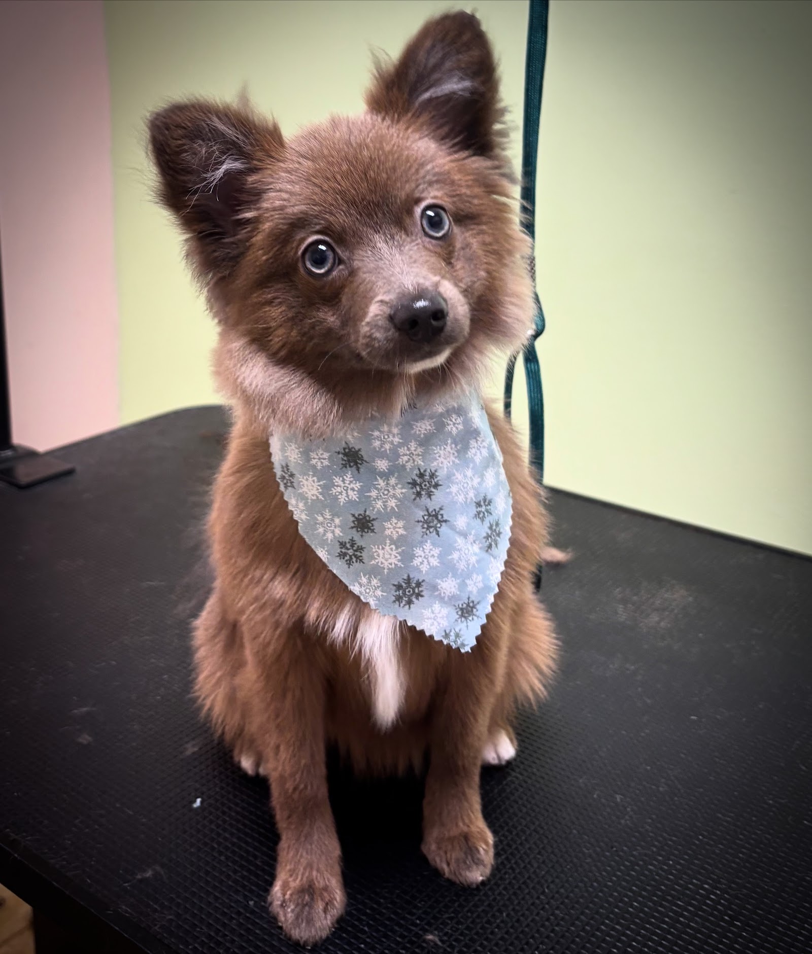 Platinum Pet Spa and More — photo
