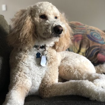 Somerset Dog Grooming — photo