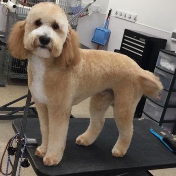 Troy Grooming in Troy
